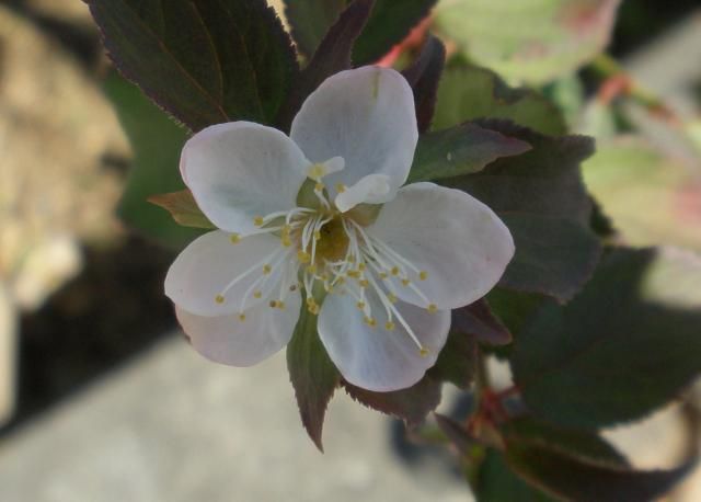 梅の花が咲きました 今年最後の梅の花が咲きました。