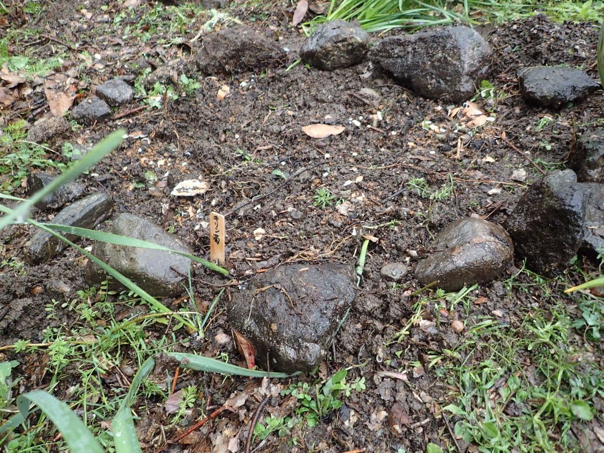 キリン菊の名前のリアトリス。球根から地植えで育てます。 ちょっと潰れた形の球根を植えました。