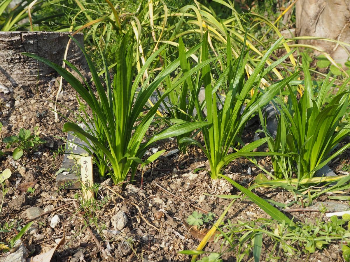 キリン菊の名前のリアトリス。球根から地植えで育てます。 葉っぱが出てきました。今20センチ位