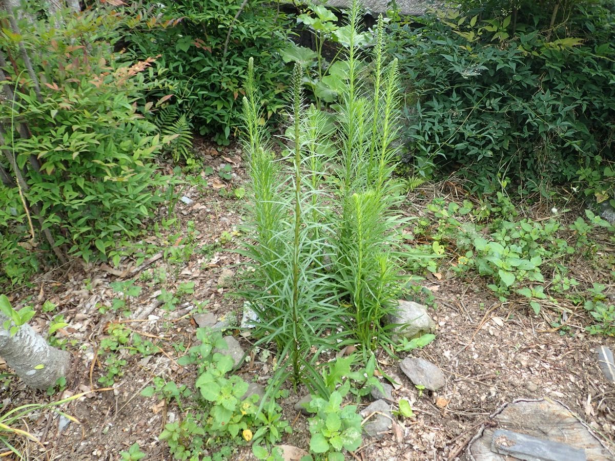 キリン菊の名前のリアトリス。球根から地植えで育てます。 6月になって草丈が一段と伸びてきました。