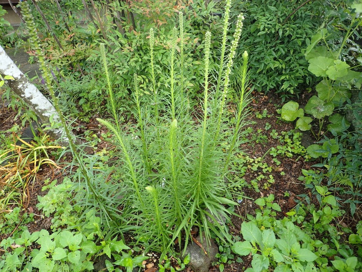 キリン菊の名前のリアトリス。球根から地植えで育てます。 花芽が少しずつ増えてきました。