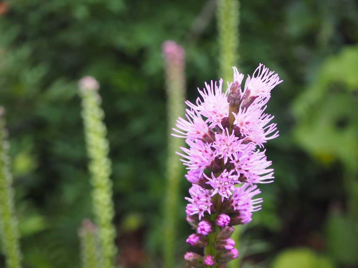 キリン菊の名前のリアトリス。球根から地植えで育てます。 先っぽから開花が始まりました！