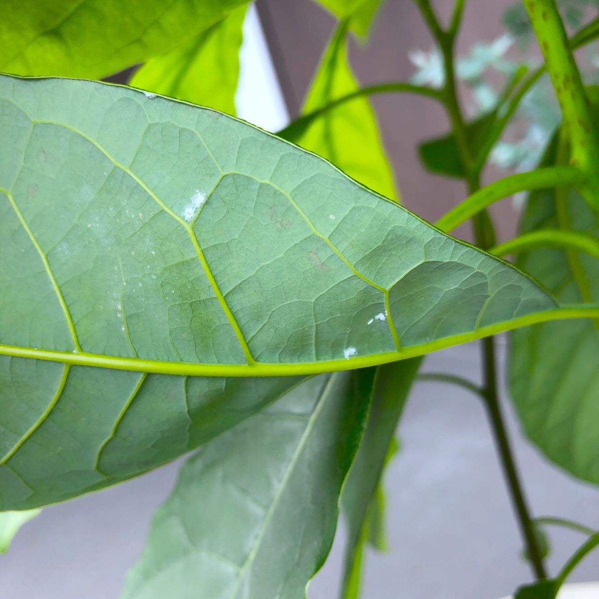 種を植えてみました♡ 気を付けてたのに…