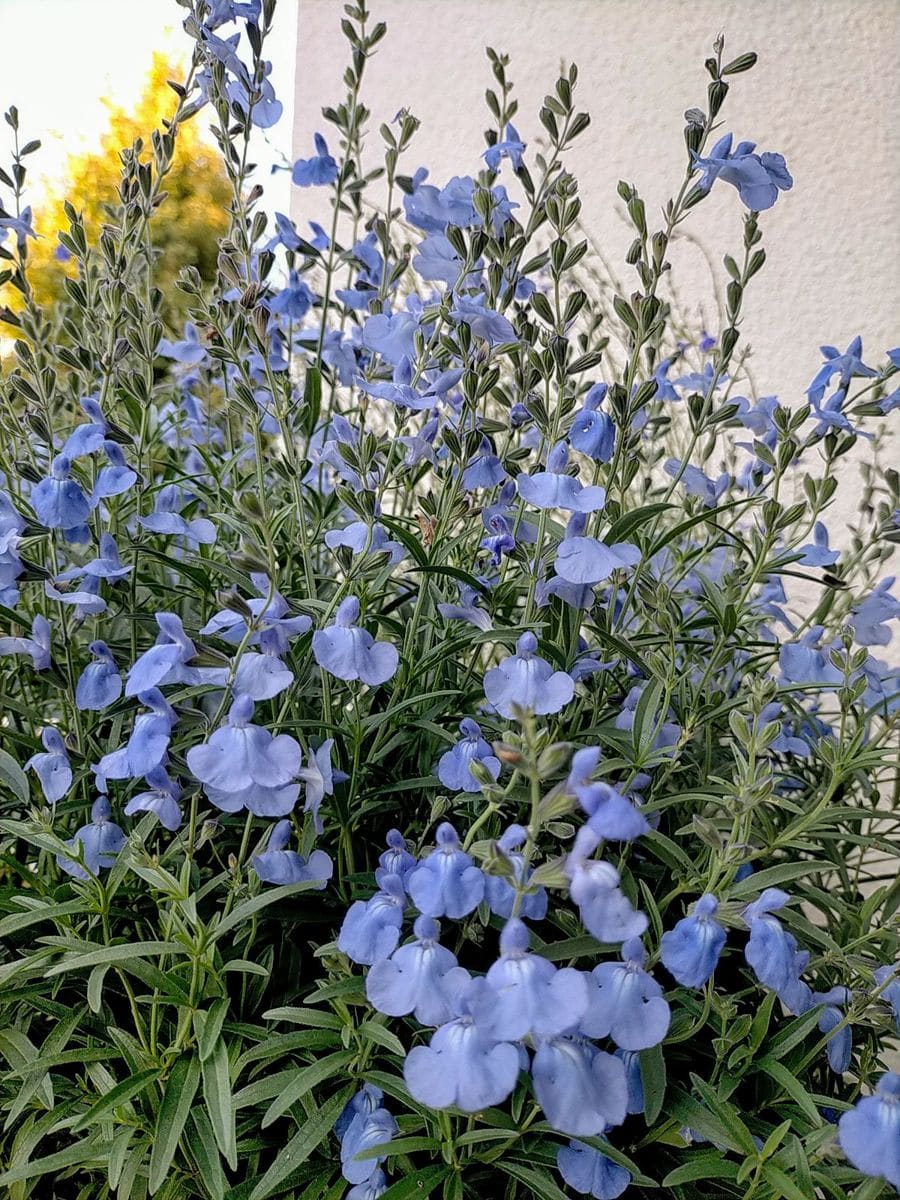 サルビア　アズレア 満足な開花