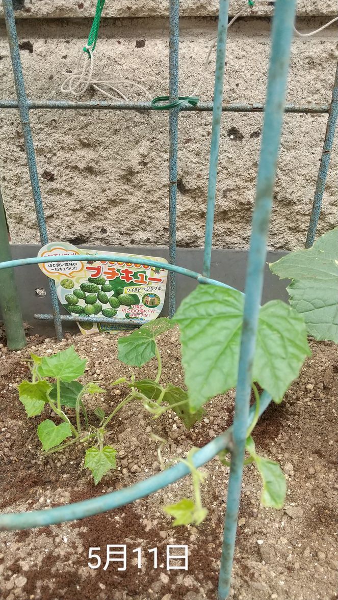 プチキュウリ 植え付け