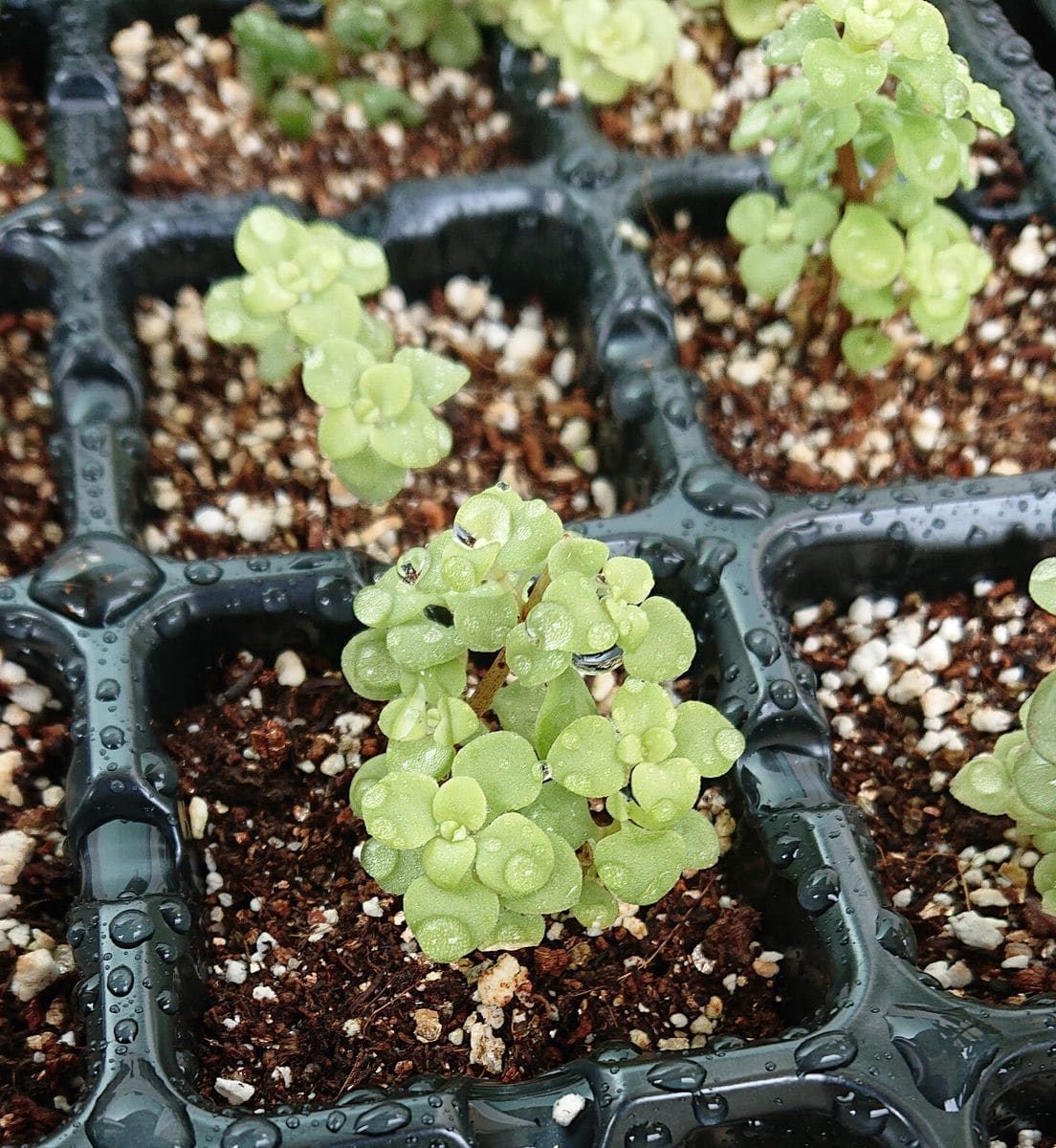 目指せ！多肉植物の寄せ植え 39日目 根付いています✨