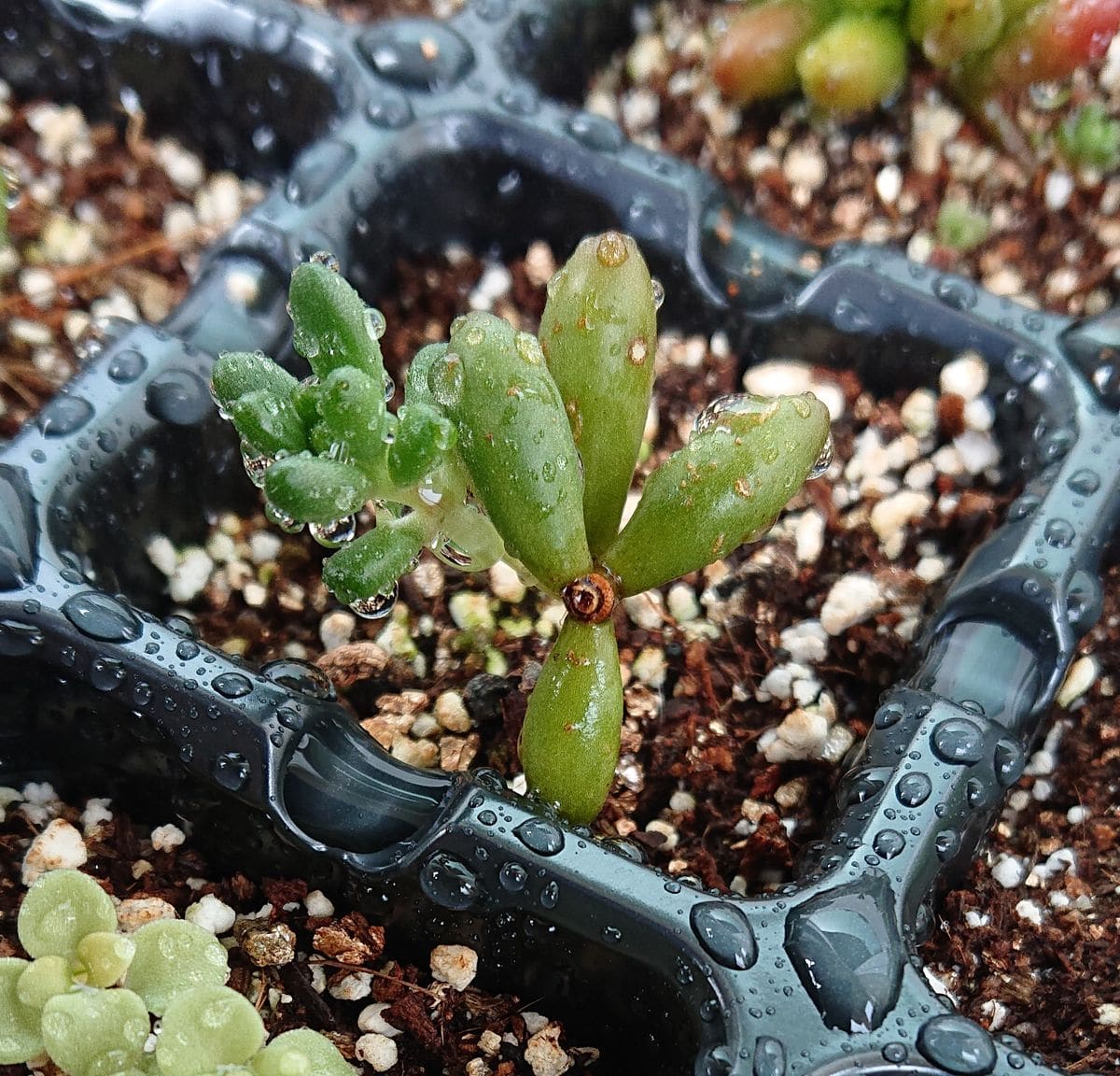 目指せ！多肉植物の寄せ植え 39日目 新しい芽🌱