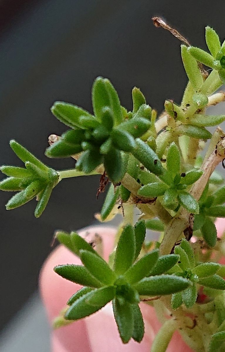 目指せ！多肉植物の寄せ植え 名前調べ中 4