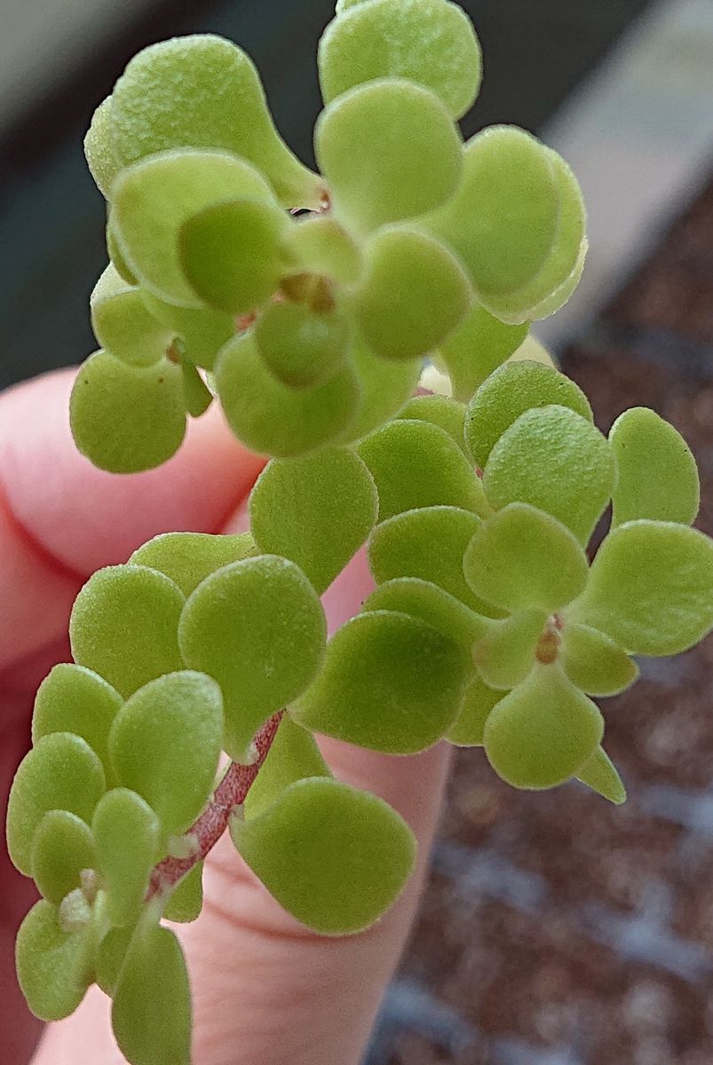 目指せ！多肉植物の寄せ植え 名前調べ中 5