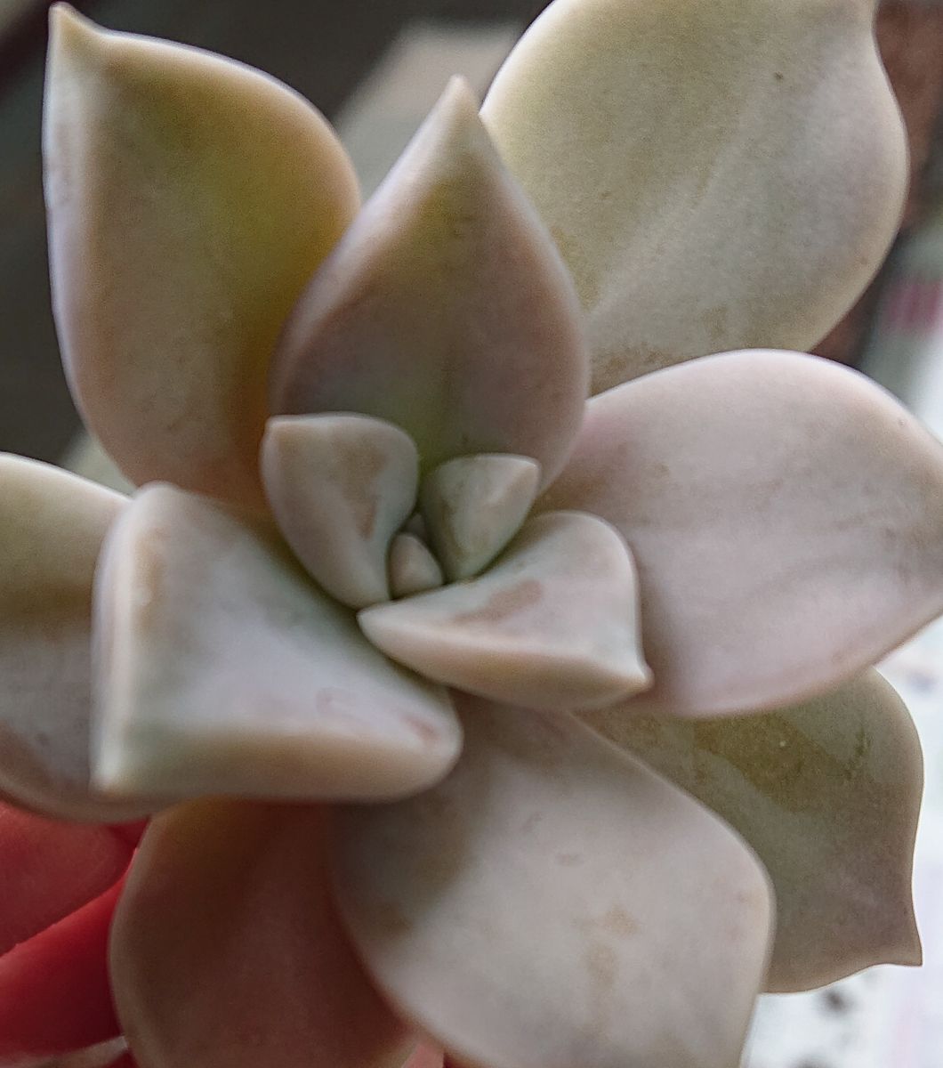 目指せ！多肉植物の寄せ植え