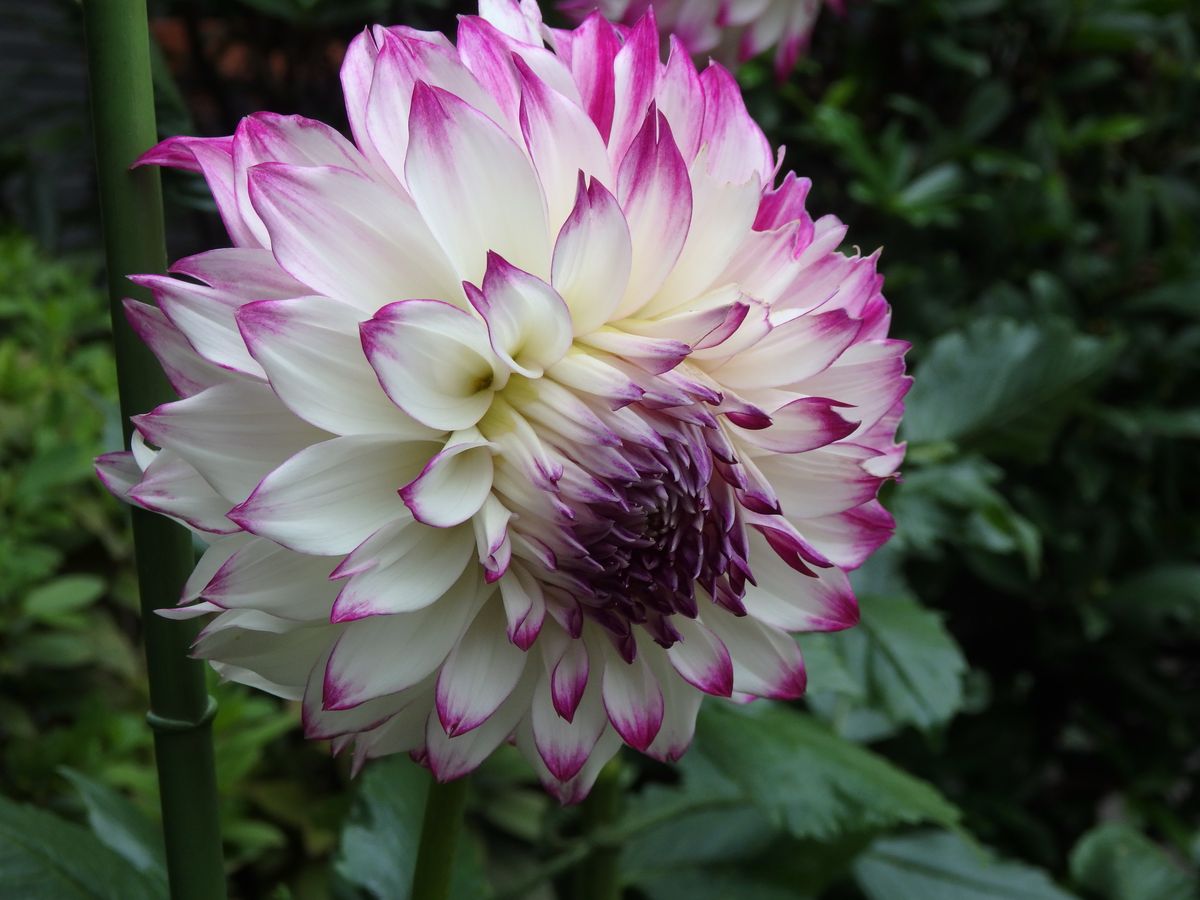 立派なダリアの花を鉢で咲かせてみたい。 秋の花の２番目です。