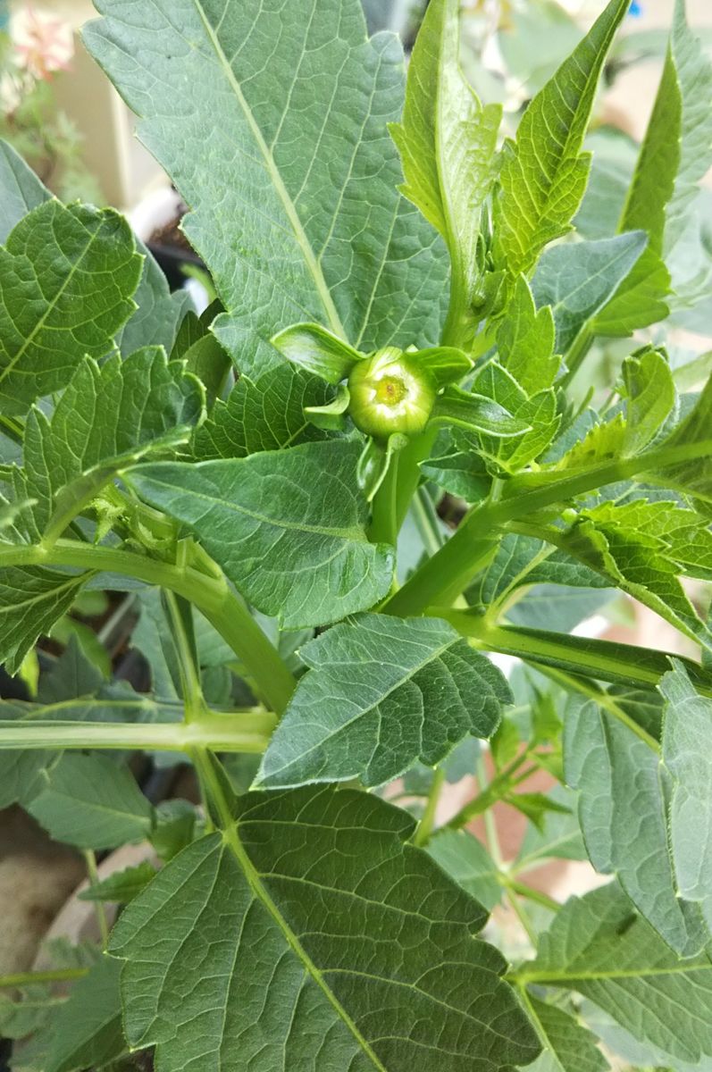 立派なダリアの花を鉢で咲かせてみたい。 花の蕾が出てきました。