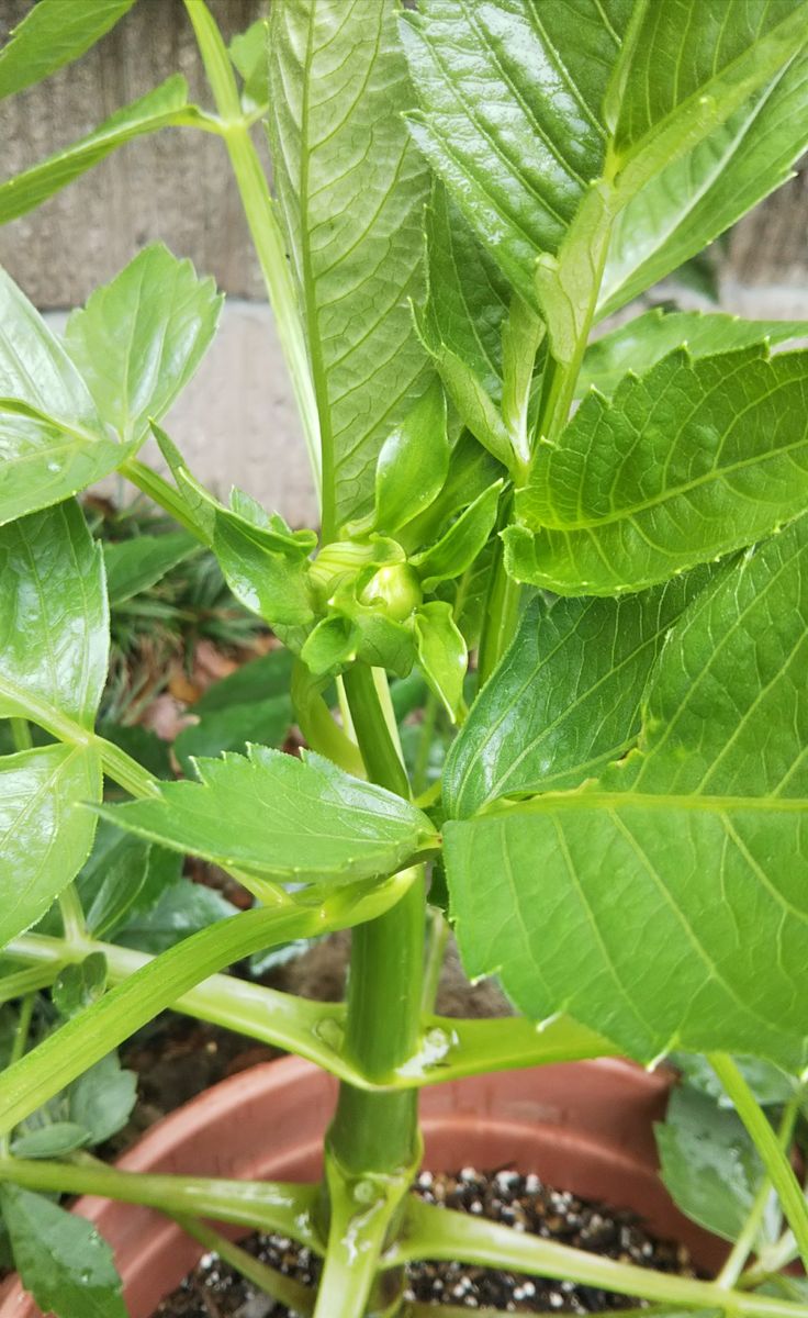 立派なダリアの花を鉢で咲かせてみたい。 こちらにも花の蕾。