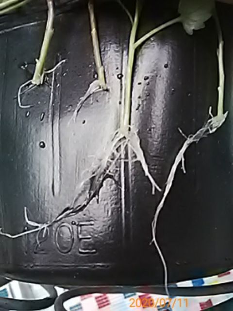 『カンパニュラ メリーベル』、水挿しで根を出して増やせるか 07/11-1　こんな感じになった
