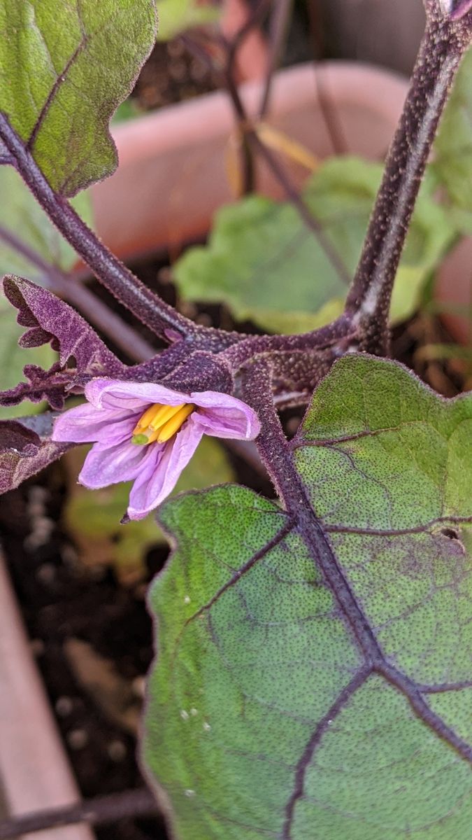 長なす 一番花開花