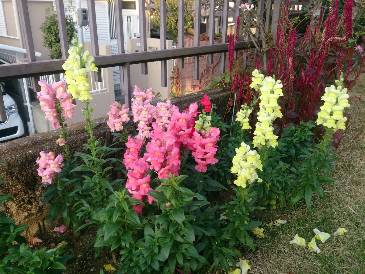 年中金魚草 ２度目の開花