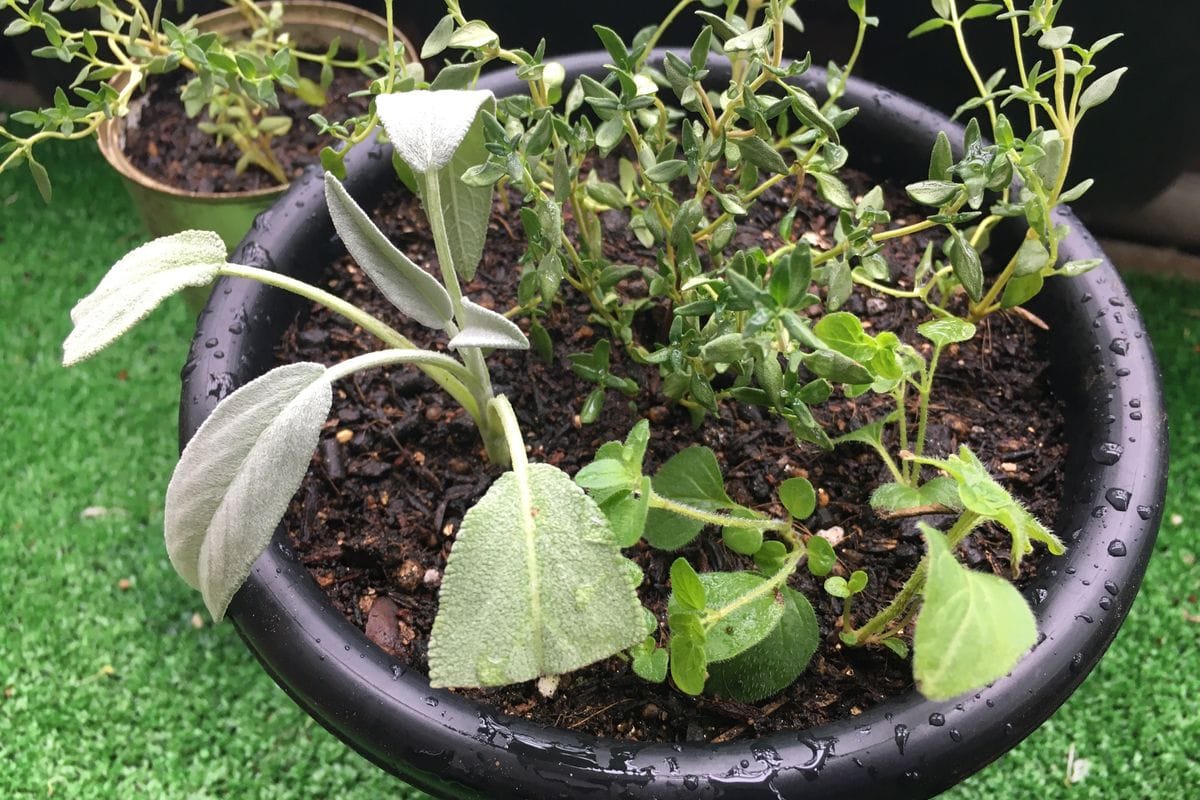 もう夏だけどセージ栽培 挿し芽の定植