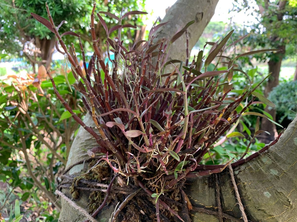 セッコクのたか芽取りからそのままモミジに着生しちゃいました。 たか芽がいっぱい。