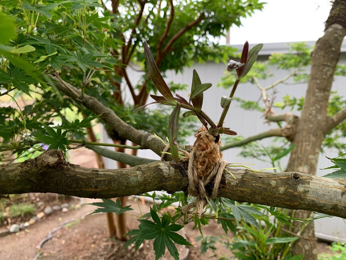 セッコクのたか芽取りからそのままモミジに着生しちゃいました。 着生完了です。