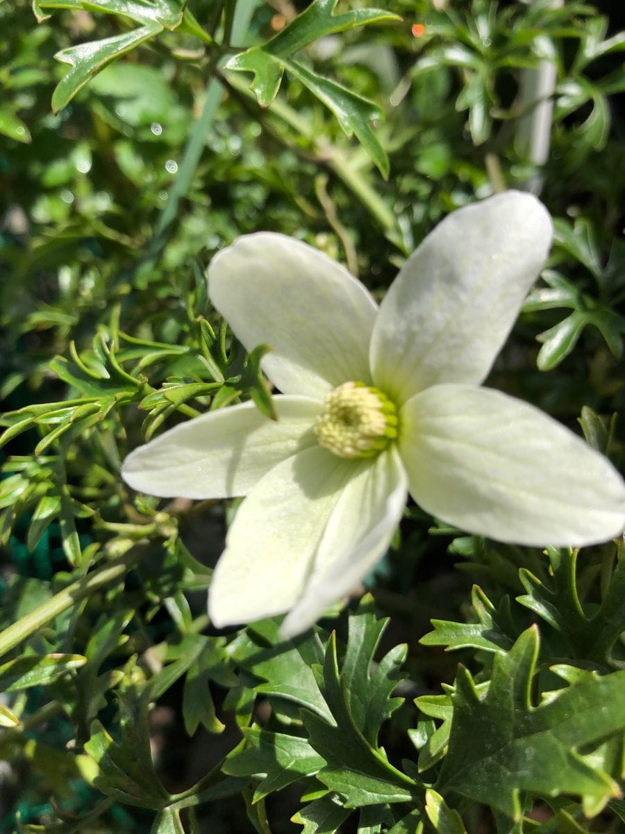 嫁入りした挿木を育てる カートマニージョーの初花