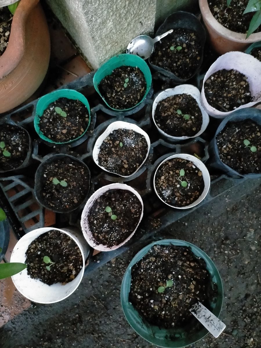 ブルースターの花に魅せられて～☆ 移植