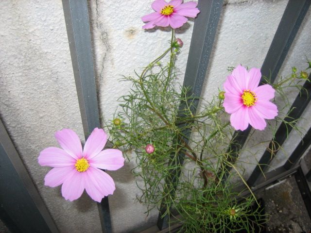 お気に入りの花を育てる コスモスがやっと咲きました。