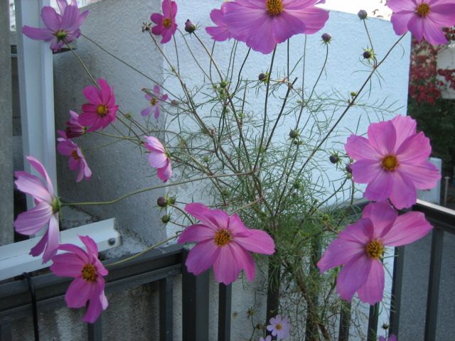 お気に入りの花を育てる コスモスが咲きだしました。