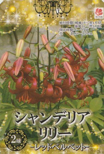 レッドベルベットの栽培 購入・植え付け