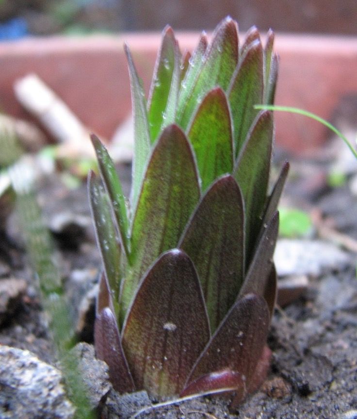 レッドベルベットの栽培 発芽