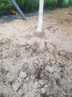 続ゴルビーと藤稔の栽培 ブドウの根状態