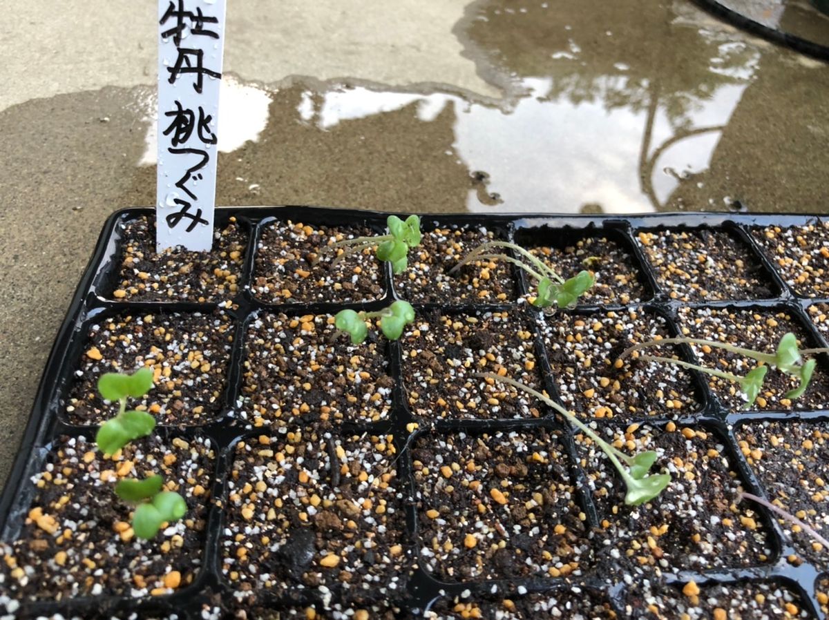 葉牡丹 F１ 桃つぐみ 種から育てます❗️ ８月１日 梅雨明け☀️☀️ カイワレ状態