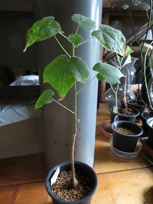 ステルクリア・アフリカーナ　Sterculia africana　実生 観葉植物っぽい・・