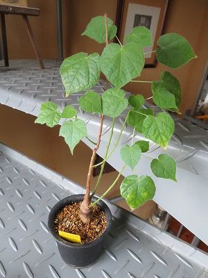 ステルクリア・アフリカーナ　Sterculia africana　実生 植え替えて元気回復！