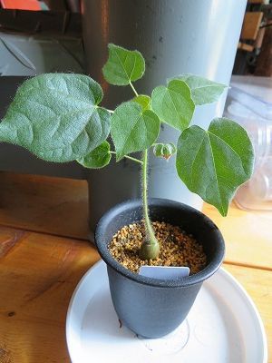 ステルクリア・アフリカーナ　Sterculia africana　実生 広がってきた・・