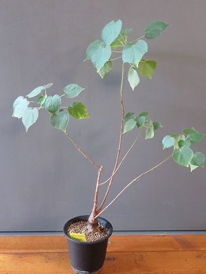 ステルクリア・アフリカーナ　Sterculia africana　実生