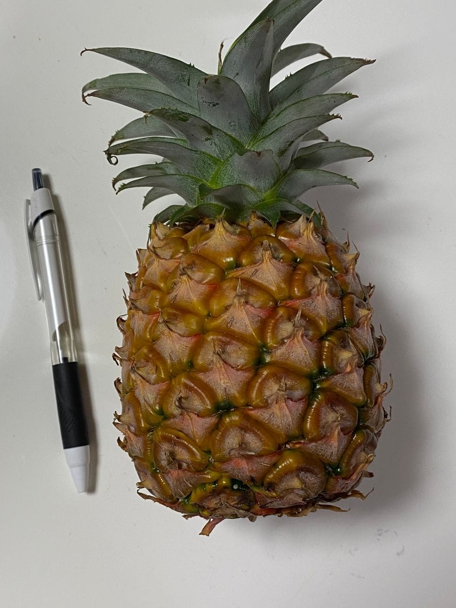 パイナップル🍍出来るかな🙄 ボールペンと同じくらいの大きさです。