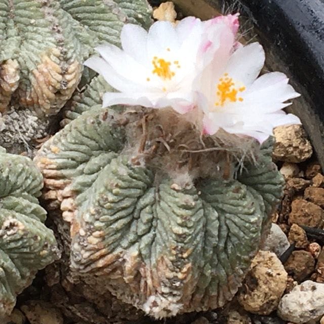 絶滅危惧種 「花籠」開花写真集①(’19.4/1以降'20.6/4迄) ２輪開花。