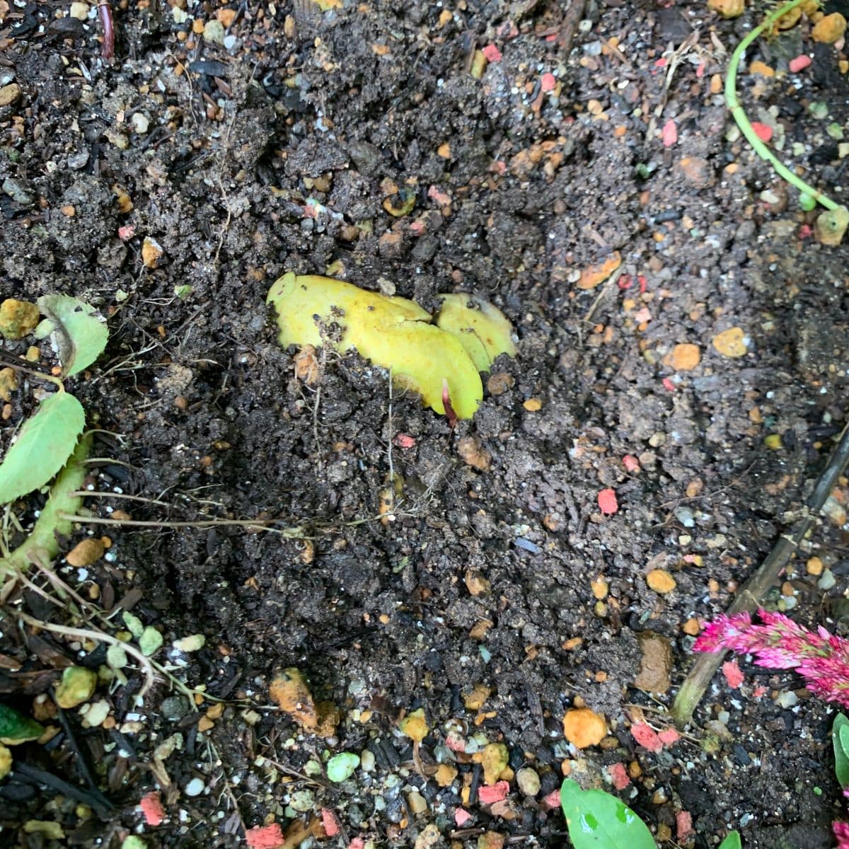 コストコの甘ーいマンゴーの種をまいてみた 7/31 花壇へ
