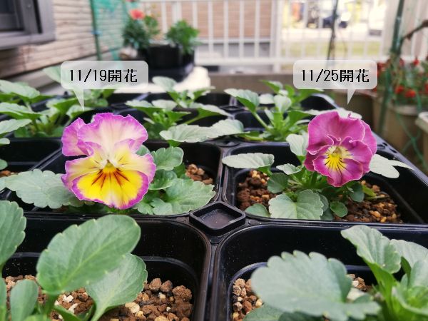 【終】2020年　８月蒔きビオラ(自家採種)　前編 開花🌼(11/25)