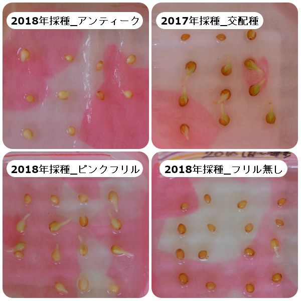 【終】2020年　８月蒔きビオラ(自家採種)　前編 発根後の様子(08/15)