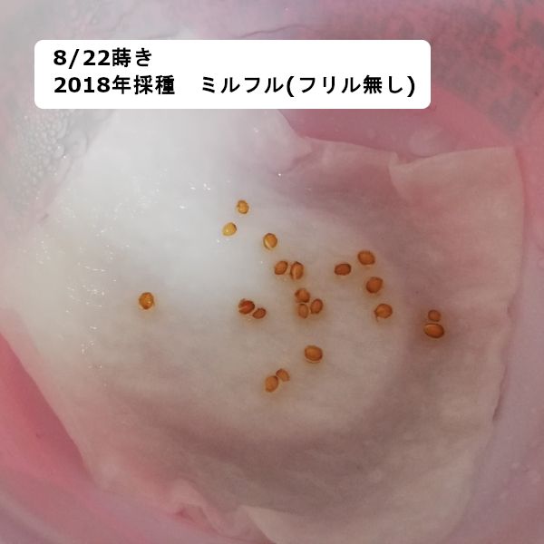 【終】2020年　８月蒔きビオラ(自家採種)　前編 リセット(08/26)