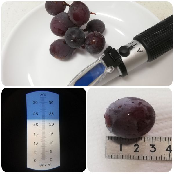 【完】2020年　ピオーネ栽培(５年目)　後編 実食🍇✨(08/20)