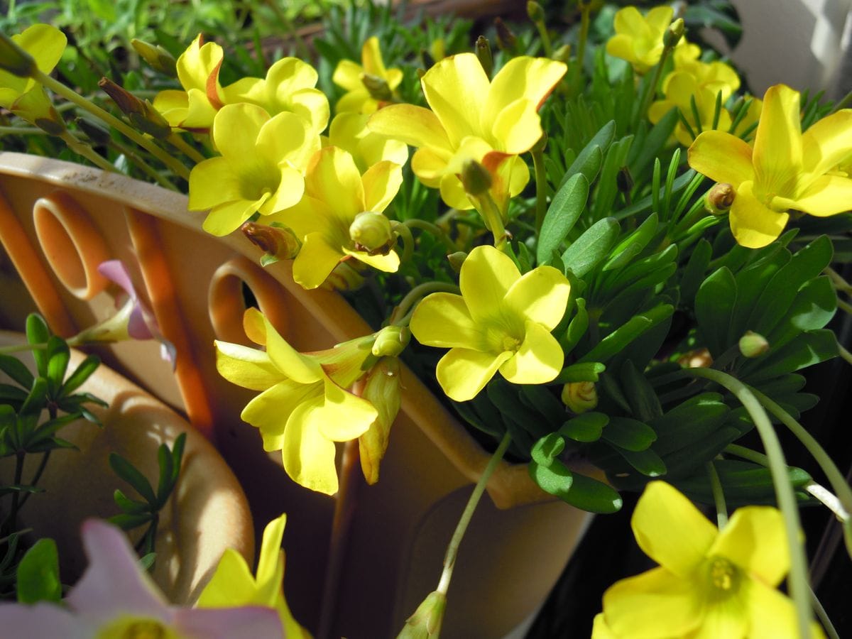 去年からの増えた球根から沢山の花を見てみたい 晴天の朝のナマクエンシス