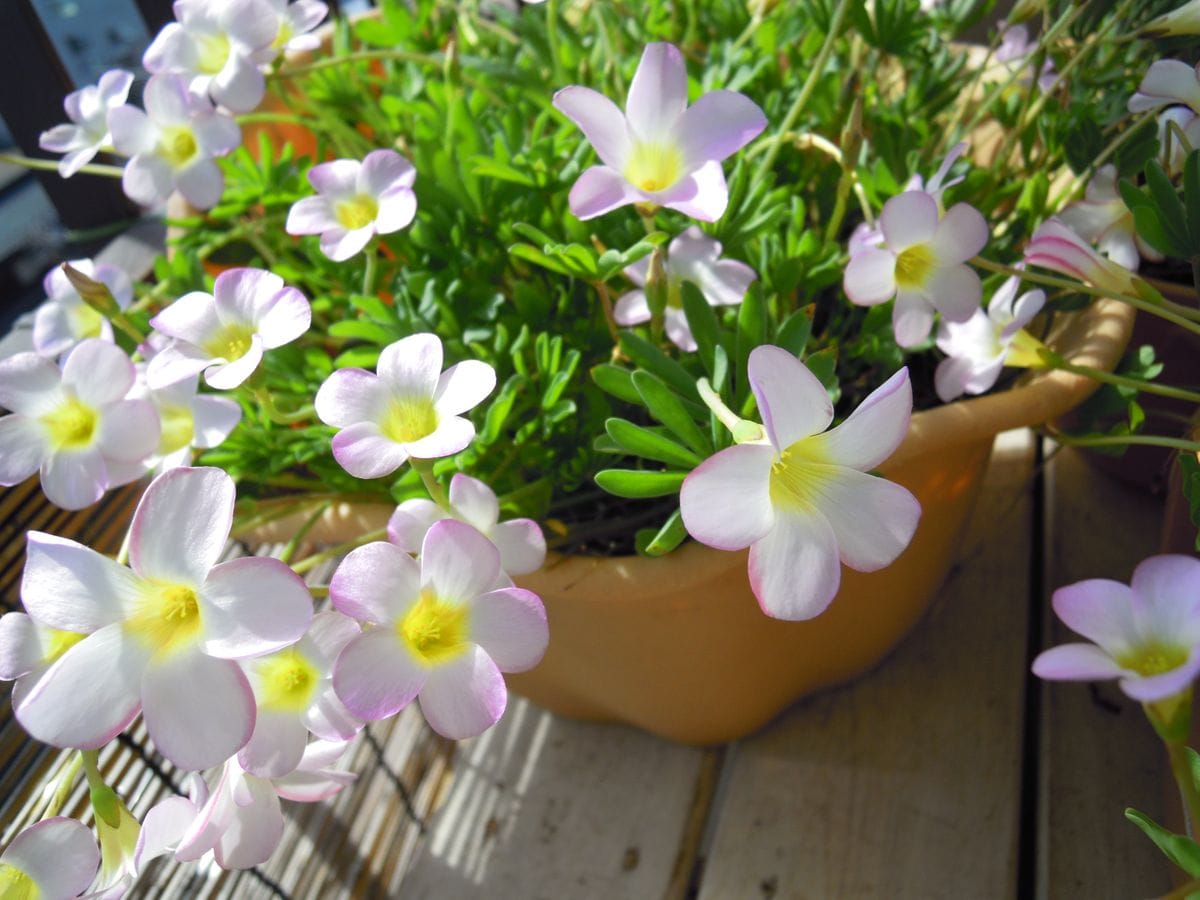 去年からの増えた球根から沢山の花を見てみたい きれいに咲いていますNO1