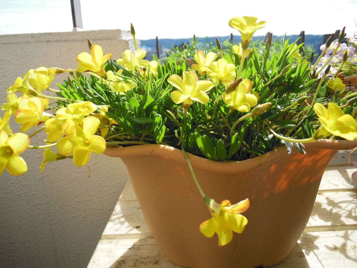 去年からの増えた球根から沢山の花を見てみたい きれいに咲いていますNO2