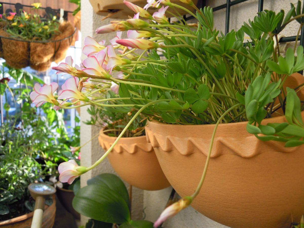 去年からの増えた球根から沢山の花を見てみたい 小さな鉢に植えた球根も咲いています