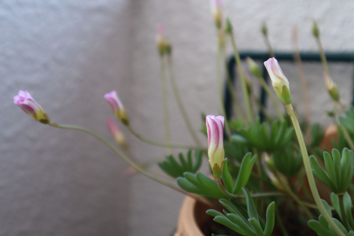 去年からの増えた球根から沢山の花を見てみたい 花芽が伸びて来ました