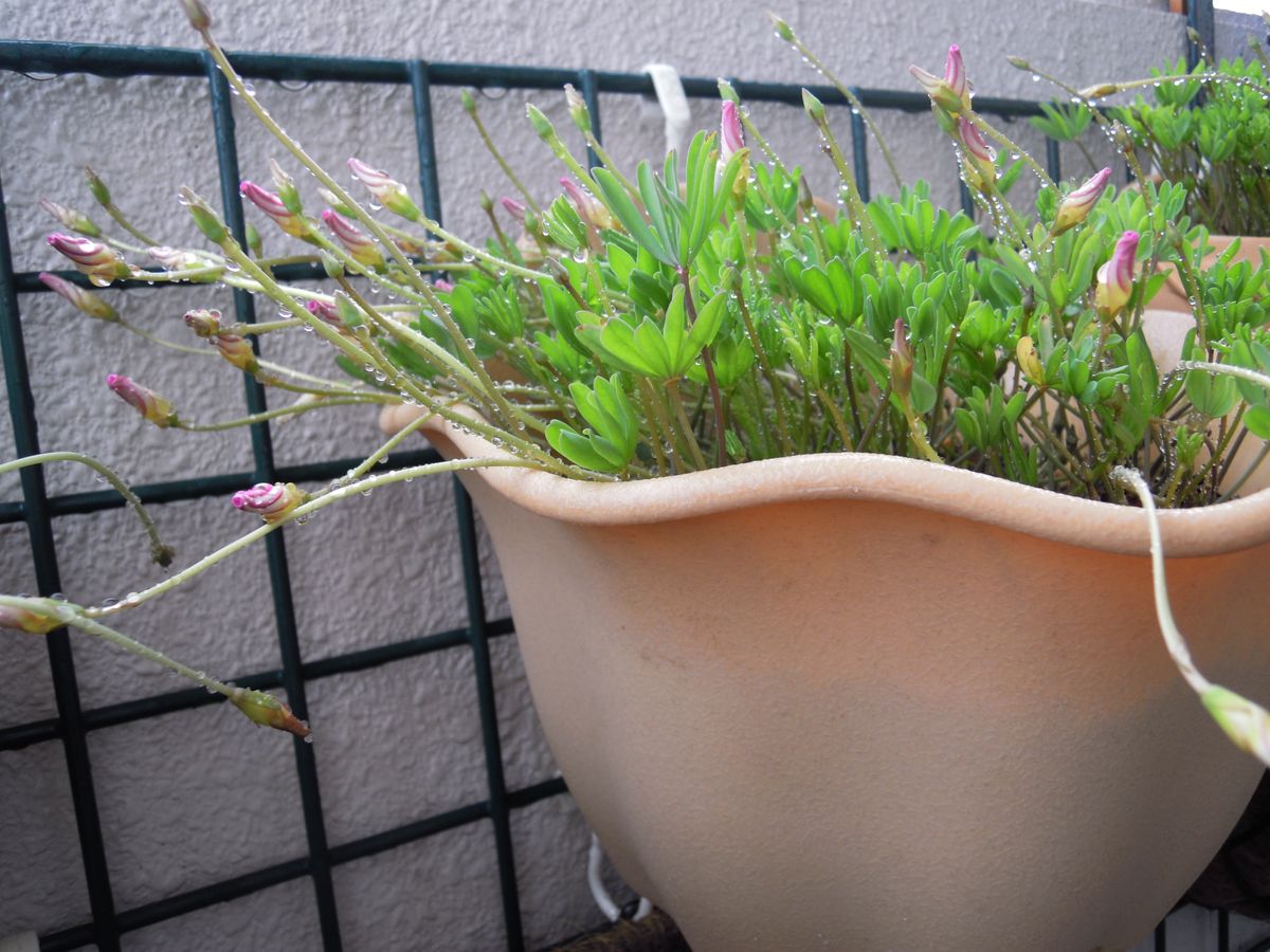 去年からの増えた球根から沢山の花を見てみたい 播種から二か月後  パルマピンク