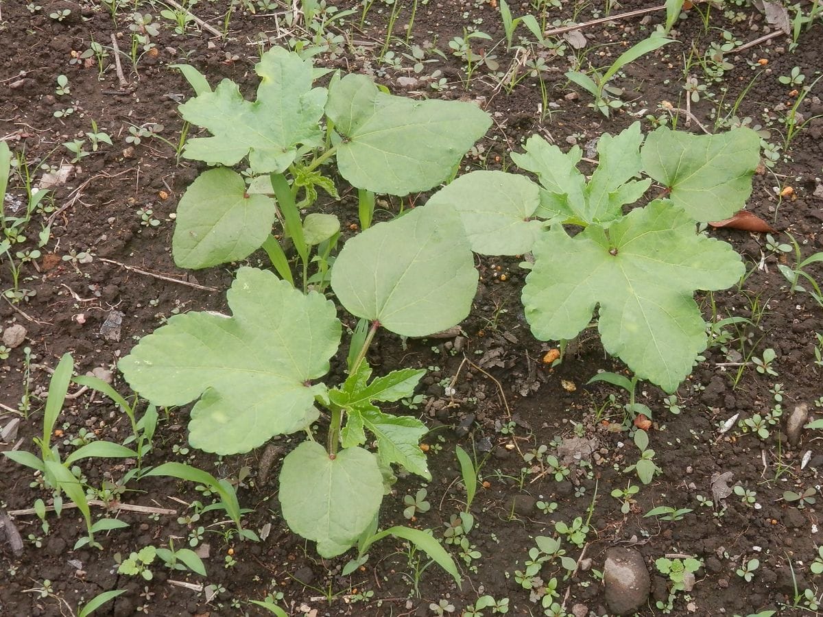 ひまわり畑で育てる「オクラ・ダビデの星」～どれだけの収穫に？ 定植して半月経った南側のオクラ