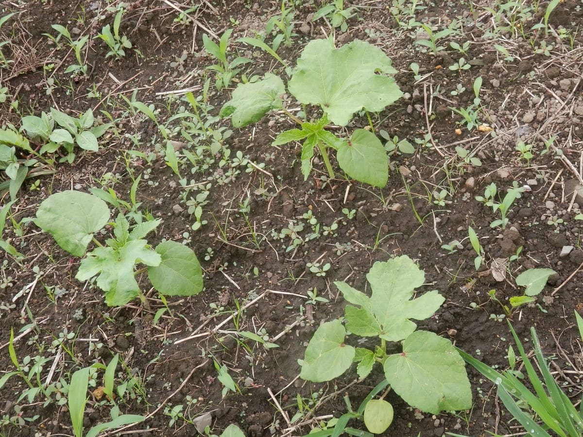 ひまわり畑で育てる「オクラ・ダビデの星」～どれだけの収穫に？ 北側のオクラも定植して半月経ちました